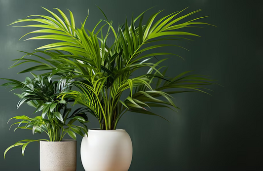 Buy artificial plants